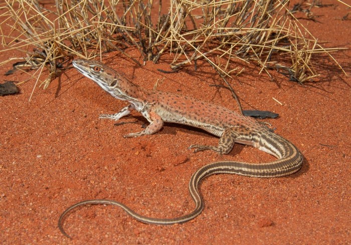 Desert Lizard on Red Sand with Dry Grass