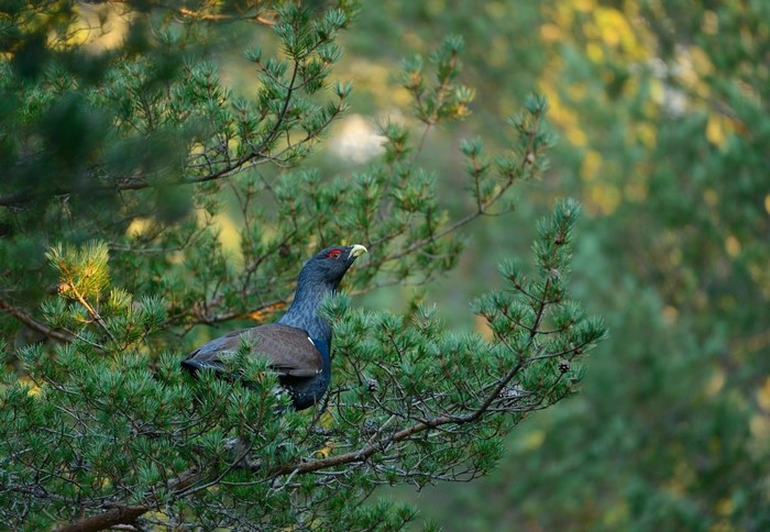 A capercaillie bird perched on a pine tree branch