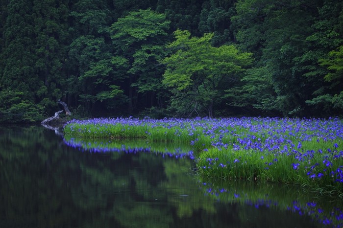 A field of purple irises reflected in a calm lake with a forest background