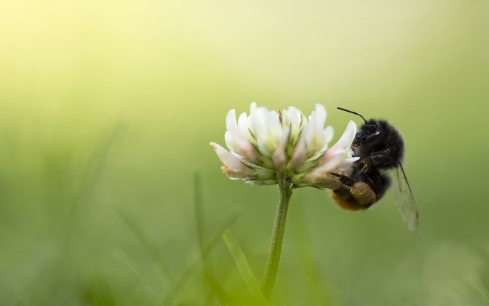Bumblebee on a white clover flower