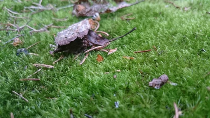 Moss and fallen leaves on the forest floor