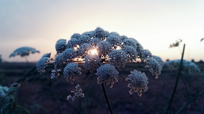 Close-up of a white flower with sunlight shining through