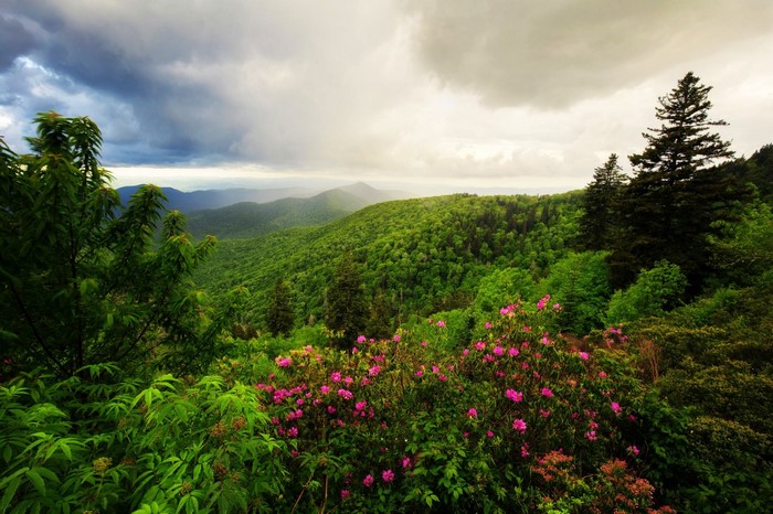 Lush Green Mountain Landscape with Wildflowers and Clouds