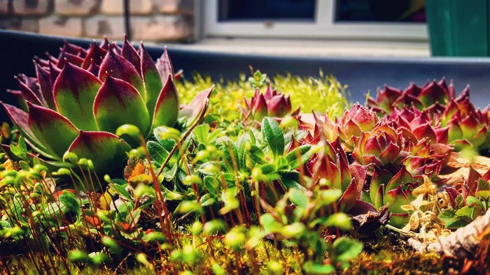 Close-up of succulents and moss in a garden