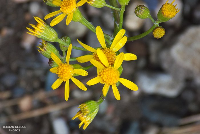 Close-up of yellow wildflowers with water droplets