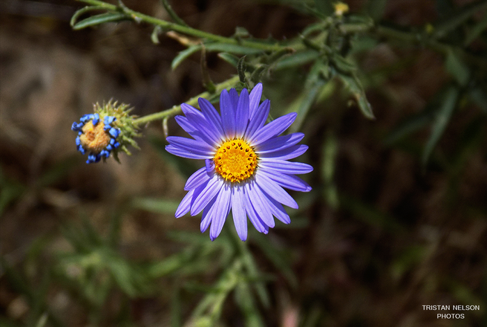 Purple Aster Flower with Bud