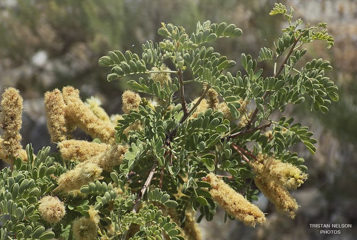 Close-up of a flowering shrub with fuzzy yellow blooms