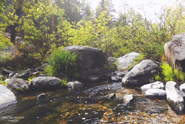 Stream flowing over rocks in a forest
