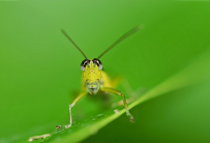 Close-up of a green grasshopper on a leaf