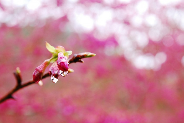 Pink cherry blossom buds with water drops on a branch
