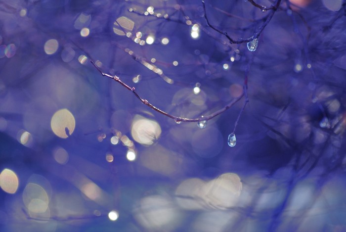 Water drops on a blue branch with bokeh