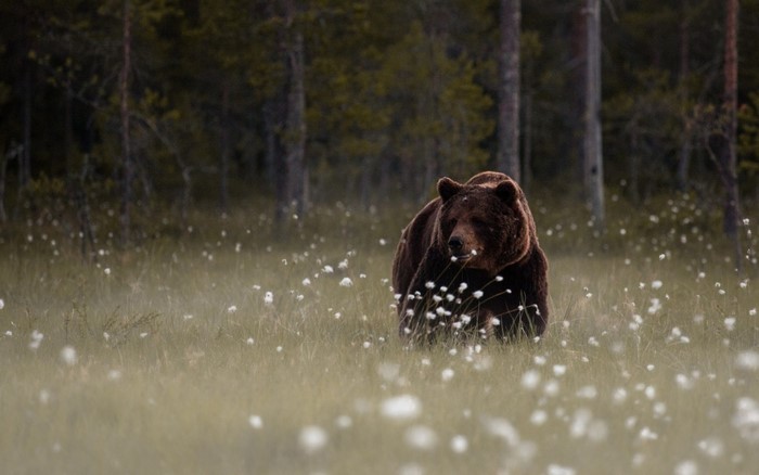 Brown bear walking in a field of white flowers