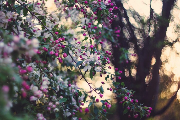 Sunlit Blossoming Branch in Springtime
