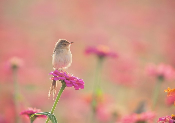 A small bird perches on a pink flower in a field