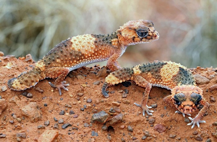 Three Knob-Tailed Geckos on Red Dirt