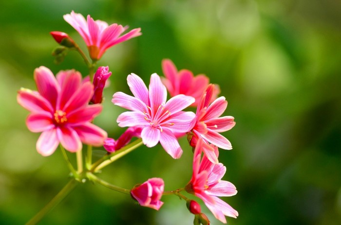 Pink flowers with green blurred background