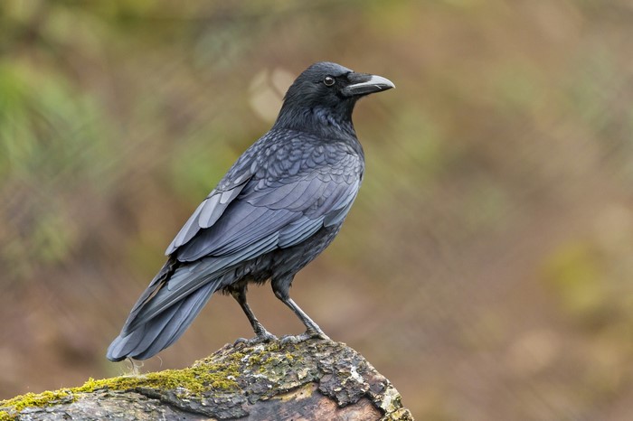 Majestic Black Raven Perched on Mossy Log