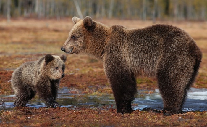 #1047957 Animals, Wildlife, Bears, Baby Animals, Grizzly Bear, Brown ...