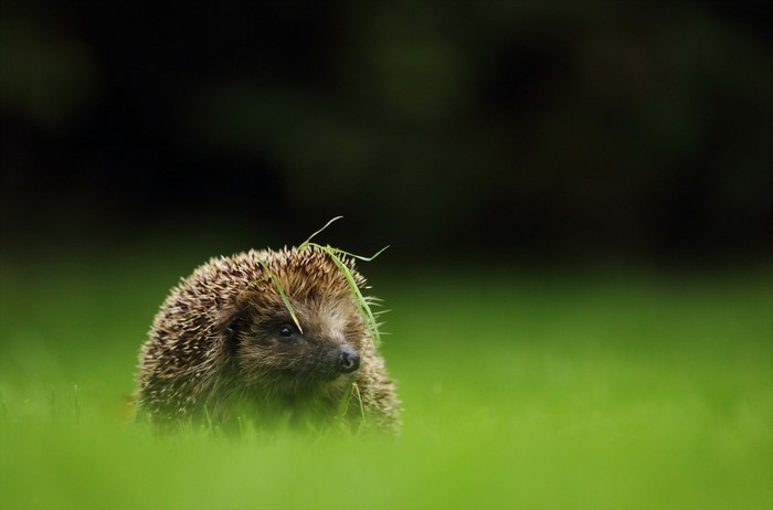 Hedgehog in green grass with dark background