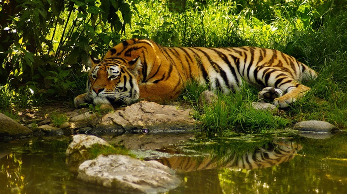Tiger resting by the water