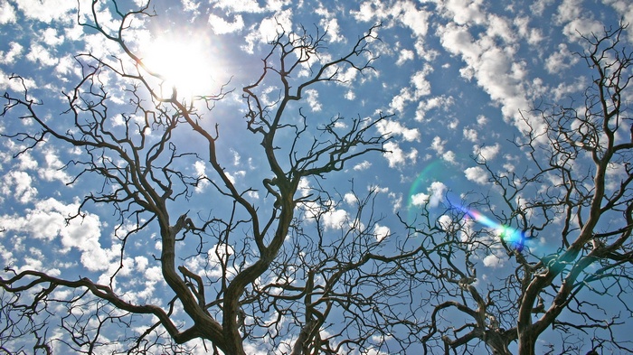 Bare tree branches against a blue sky with clouds