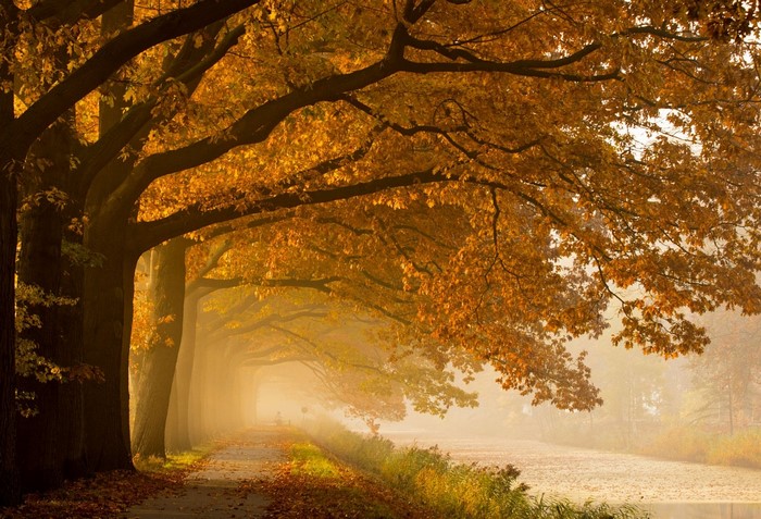 Autumn trees lining a misty path by a river