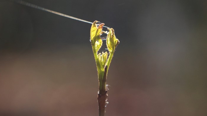 Close-up of a new plant sprout with spiderwebs