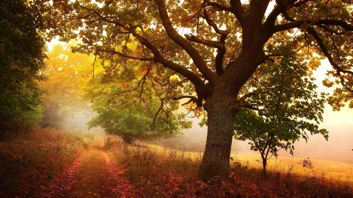 Autumn forest path with large oak tree