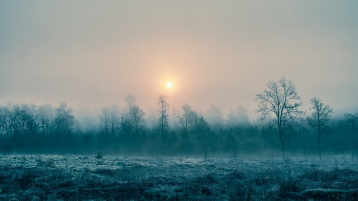 Misty forest landscape with sun at sunrise