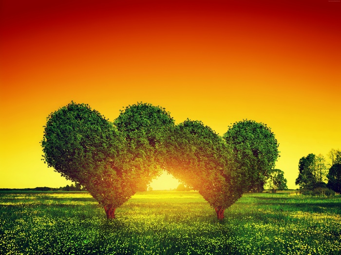 Heart-shaped trees in a field at sunset