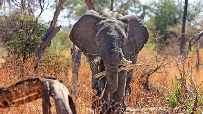 African elephant eating grass in savanna