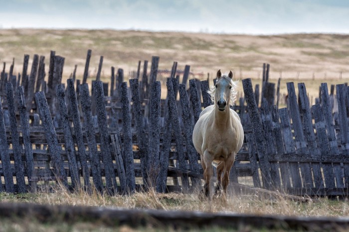 A pale horse runs past a weathered wooden fence
