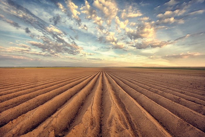 Furrowed agricultural field at sunset with dramatic clouds