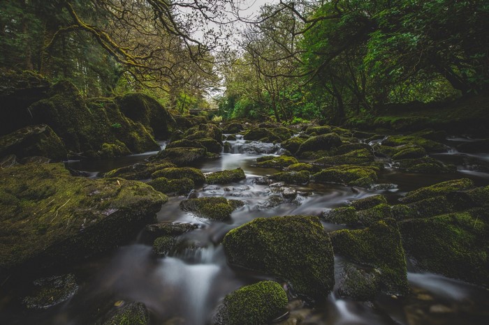 Mossy rocks in a forest stream with flowing water