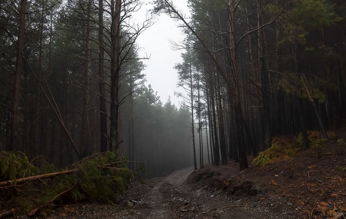 Misty forest path with fallen tree