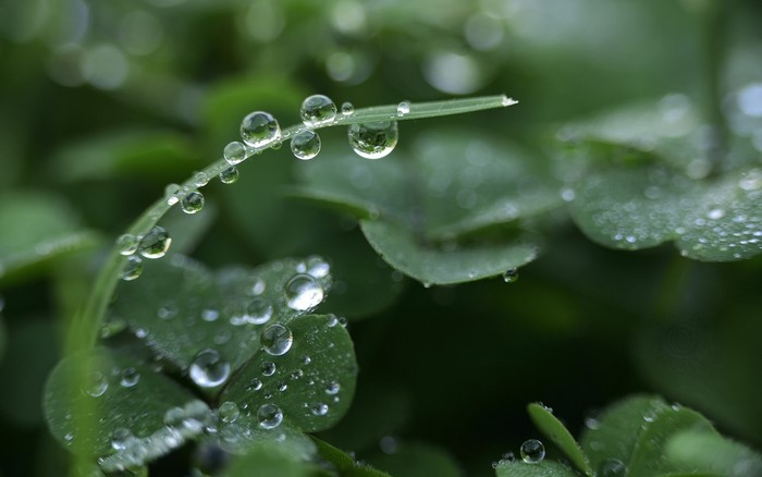 Dew drops on a blade of grass and clover leaves
