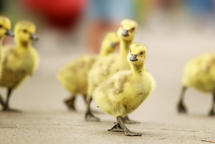 Several yellow ducklings walking on a paved surface
