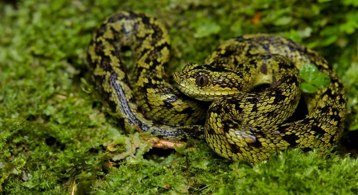 A coiled green and black viper snake on moss