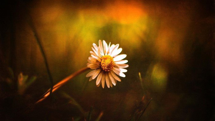 Close-up of a white daisy with a yellow center