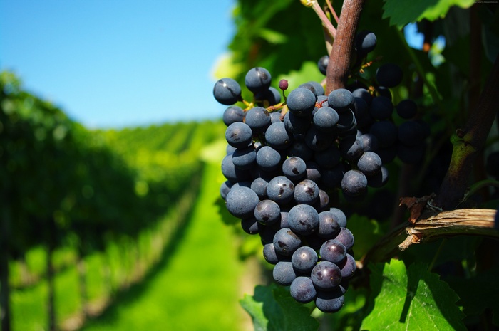 Dark Grapes in a Vineyard 4K
