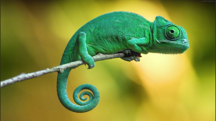 Green chameleon on a branch