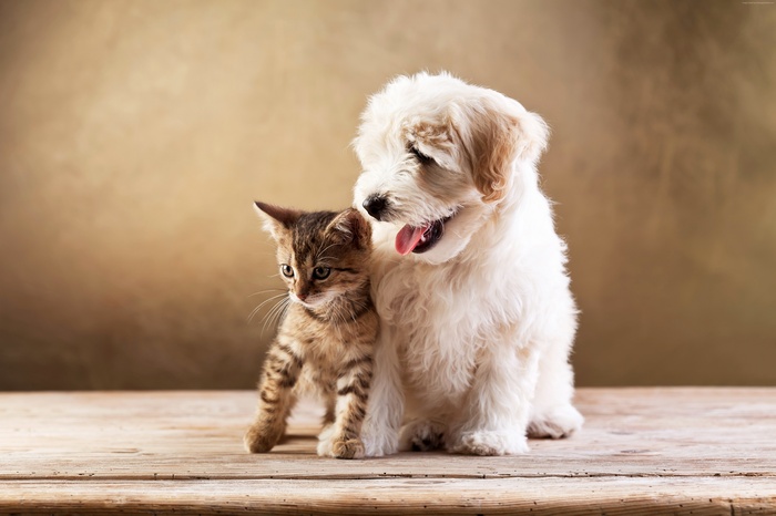 Kitten and puppy on wooden table