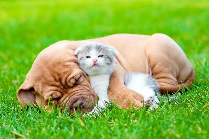 Puppy and kitten sleeping on grass 4K