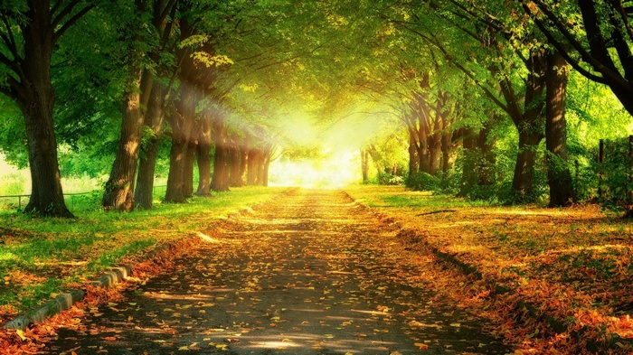 Sunlit path through a tree-lined avenue in autumn