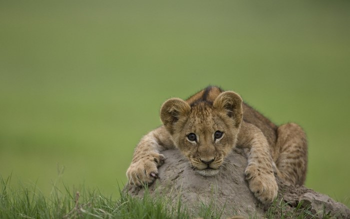 Lion cub resting on a mound in grassland