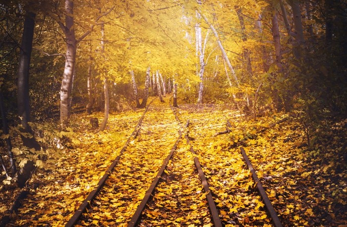 Railroad tracks covered in autumn leaves in a forest