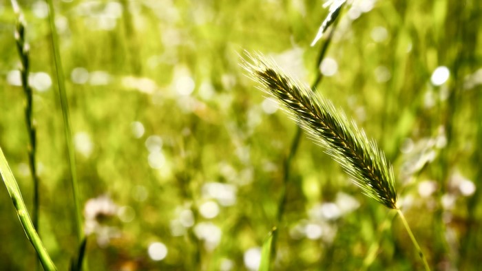 Close-up of a grass seed head in a green field