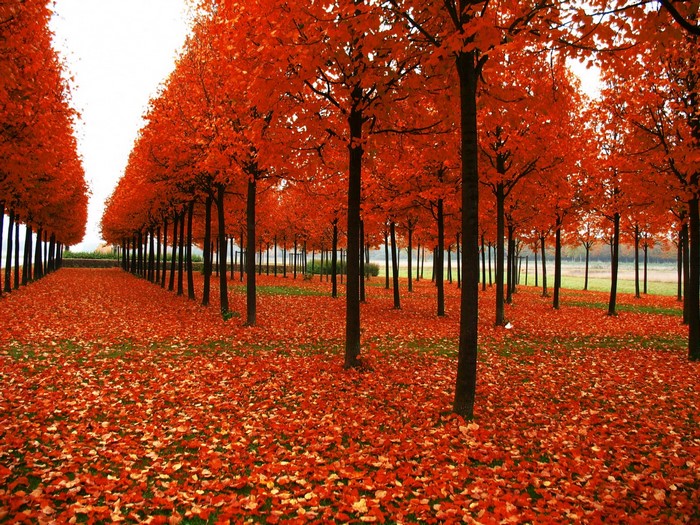 Avenue of trees with red autumn leaves