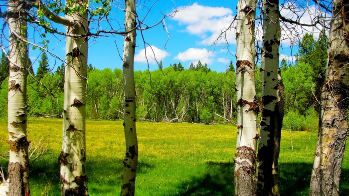 Aspen trees in a meadow with a forest and blue sky