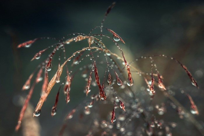 Close-up of grass seeds with water droplets